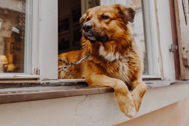 Sevimli mutlu köpek pencereden dışarı bakıyor sahibini bekliyor.