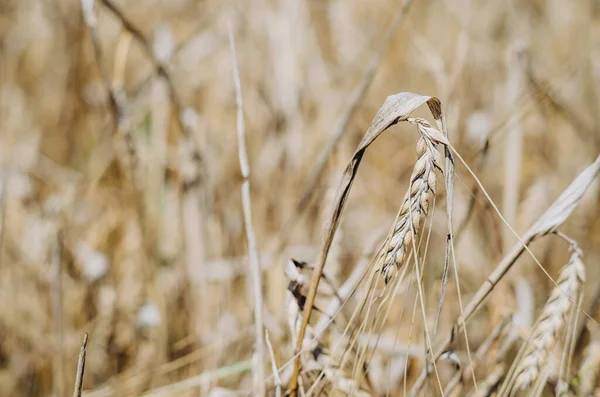 Één Gedroogde Tarweoren Een Arm Veld Dat Verbrand Werd Tijdens — Stockfoto