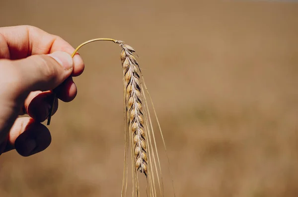 reaching a spike of yellow wheat in the hands of a farmer on a field background in the dire sunny weather