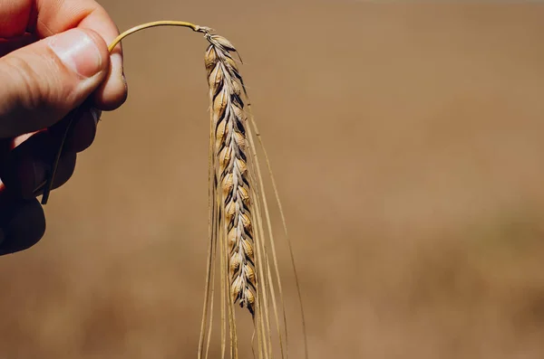 reaching a spike of yellow wheat in the hands of a farmer on a field background in the dire sunny weather