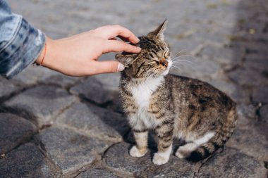 Tiflis şehir merkezinde dost canlısı yürüyen hayvanlar: küçük şirin bir kedi yavrusu şehrin sokaklarında güneşleniyor