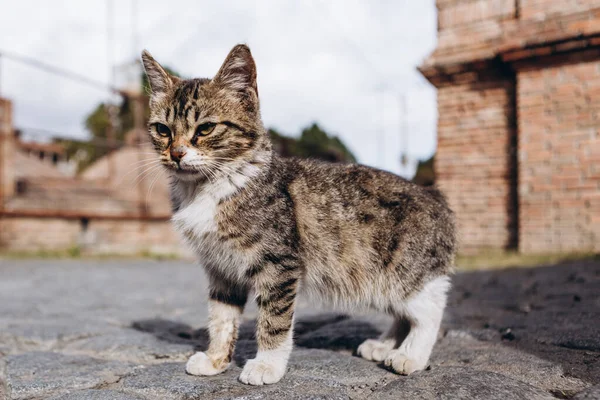 friendly walking animals in downtown Tbilisi: a little cute kitten sunbathing in the city streets