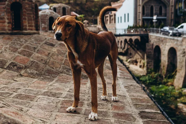friendly walking animals in downtown Tbilisi: street dog walking in tourist center