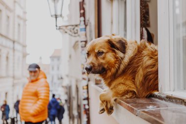 Sevimli mutlu köpek pencereden dışarı bakıyor sahibini bekliyor.