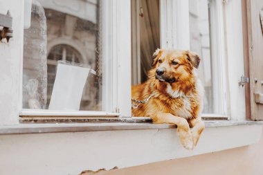 Sevimli mutlu köpek pencereden dışarı bakıyor sahibini bekliyor.