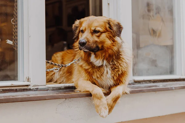 Sevimli mutlu köpek pencereden dışarı bakıyor sahibini bekliyor.