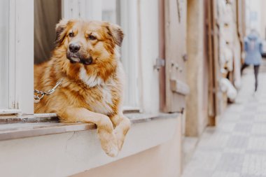 Sevimli mutlu köpek pencereden dışarı bakıyor sahibini bekliyor.