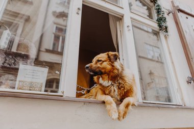 Sevimli mutlu köpek pencereden dışarı bakıyor sahibini bekliyor.