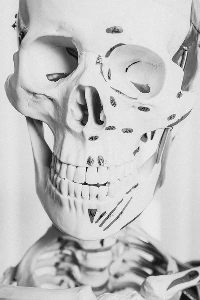 사람의 두개골 관절로 이루어진 의학적 마네킹 — 스톡 사진