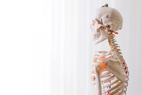 Bones Skull Medical Skeleton Place Advertising — Stock Photo, Image