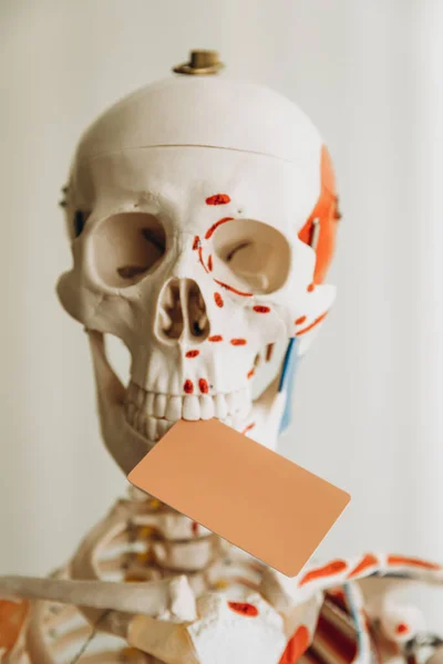 Medical Mannequin Human Skeleton Skull Bones Joints — Stock Photo, Image