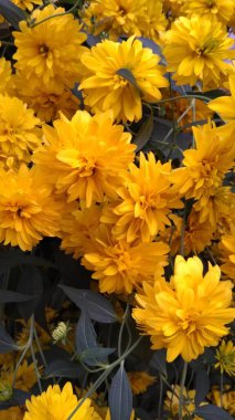 Yaz sarısı çiçekleri kötü. 