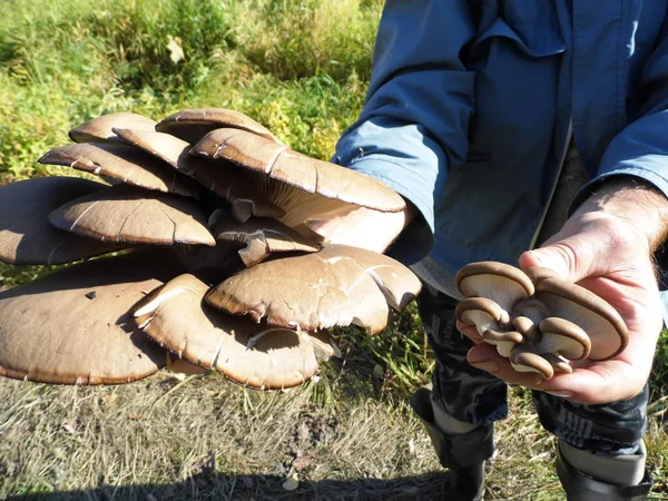 Ormanımızın mantarları