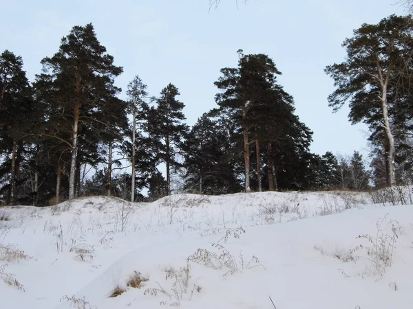 ロシアの冬の森 — ストック写真