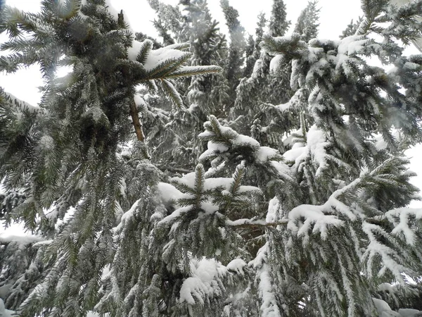 雪の中の緑のトウヒ — ストック写真