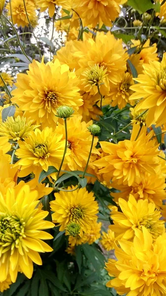 Sarı Çiçekler Kötü Yaz — Stok fotoğraf