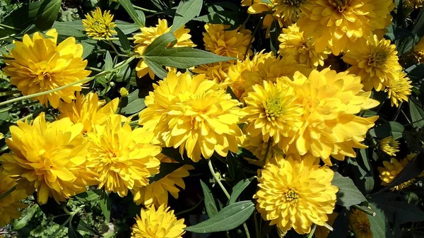 Gele Bloemen Slechte Zomer — Stockfoto