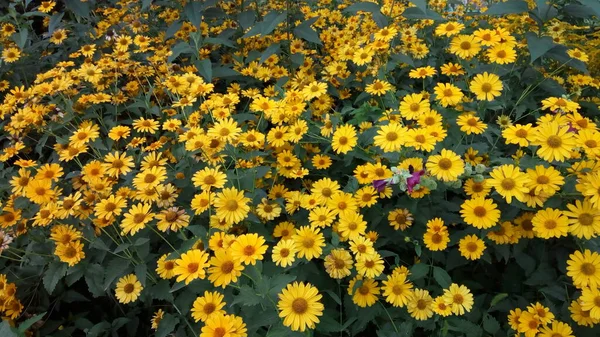 Żółte Kwiaty Złe Lato — Zdjęcie stockowe