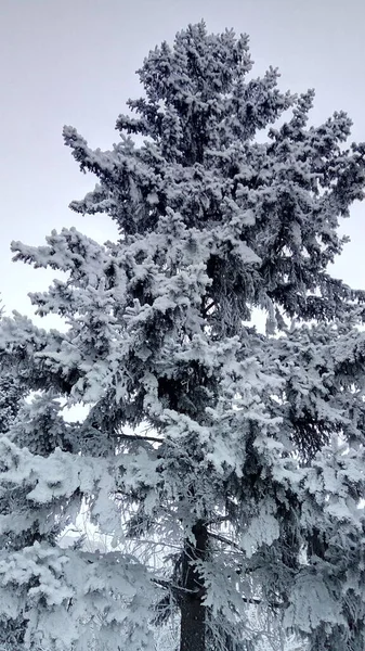 霜の冬のトウヒ — ストック写真