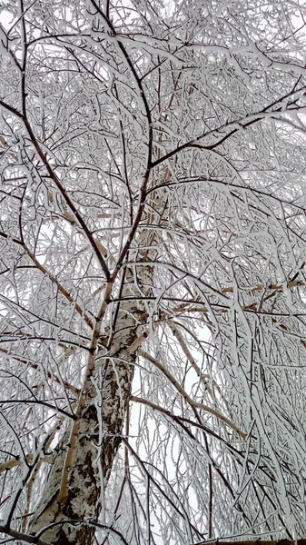 霜の冬の枝 — ストック写真