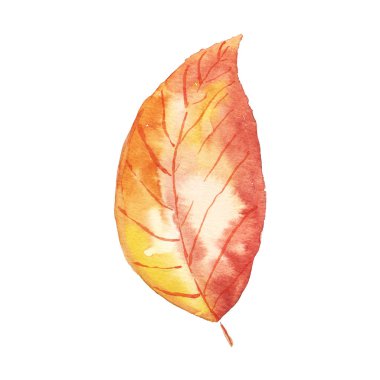 Suluboya sonbahar yaprağı