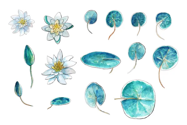 Watercolor lily clipart — Stock Photo, Image