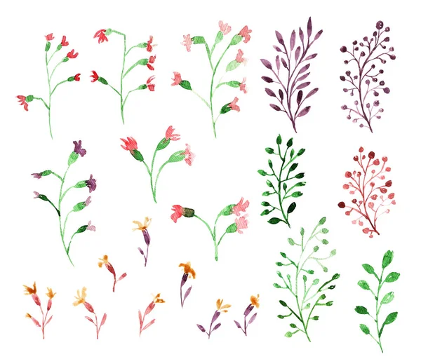 suluboya çiçek kümesi