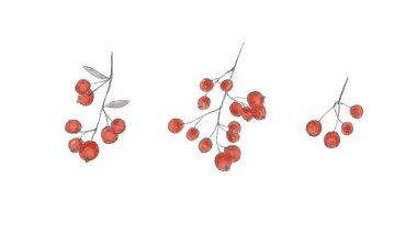 Elle çizilmiş çiçek kümesi