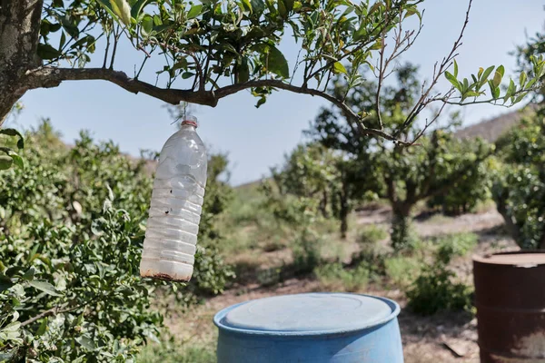 Plastic bottle that traps insects and pests in a farm