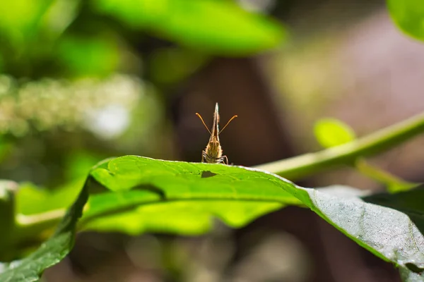 Butterfly Leaf Soft Green Background Speckled Wood Pararge Aegeria — Stock Photo, Image