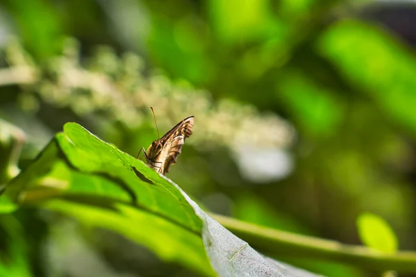 Farfalla Una Foglia Con Morbido Sfondo Verde Legno Maculato Pararge — Foto Stock
