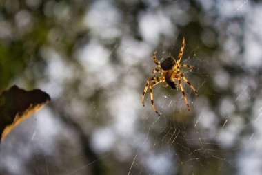 Araneus diadematus örümcek ağında. Galiçya, İspanya 'dan Bahçe Örümceği