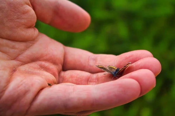 Farfalla Una Mano Umana — Foto Stock