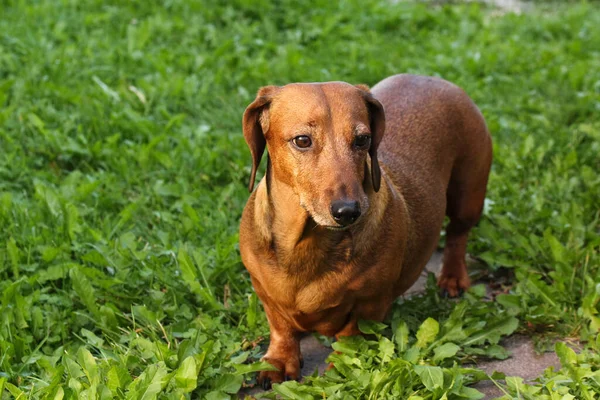 The smooth-haired dachshund sits on the grass with a frightened expression on its muzzle, sniffing out. — Stock Image Smooth Haired Dachshund Sits Grass Frightened Expression Its Muzzle Sniffing Stock Photo