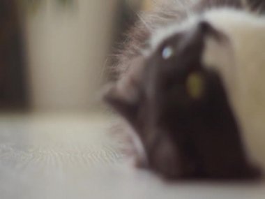 Parlak sarı gözlü Sibirya kedisi yere uzanıyor.