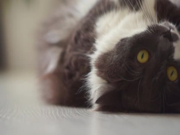 Szibériai Macska Élénk Sárga Szemekkel Nyújtózik Padlón — Stock videók