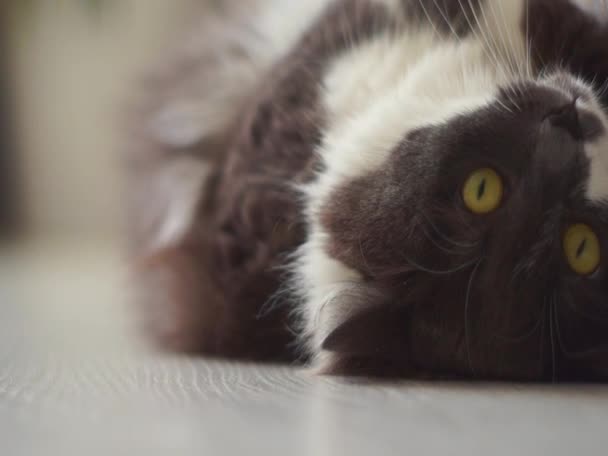 Chat sibérien aux yeux jaune vif s'étend sur le sol 
