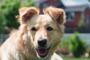 Yeşil çimenli bir çimenliğe yakın köpek.