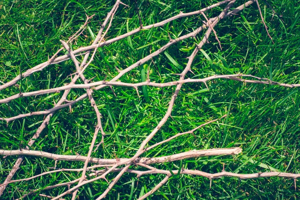 Composition Twigs Green Grass Lawn — Stock Photo, Image