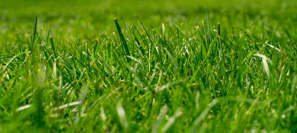 Grünes Gras Auf Dem Rasen Aus Nächster Nähe — Stockfoto