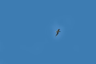 Açık havada, beyaz bulutlarla mavi gökyüzünde martılar dönüyor.