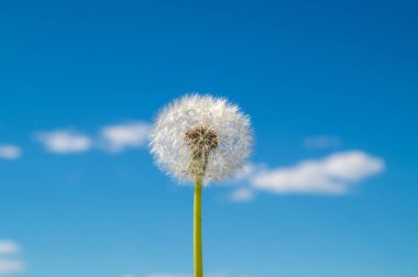 Mavi gökyüzü ve küçük bulutlardan oluşan bir arka planda karahindiba