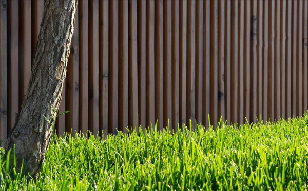 Groen Gras Een Achtergrond Van Een Houten Hek Bij Helder — Stockfoto