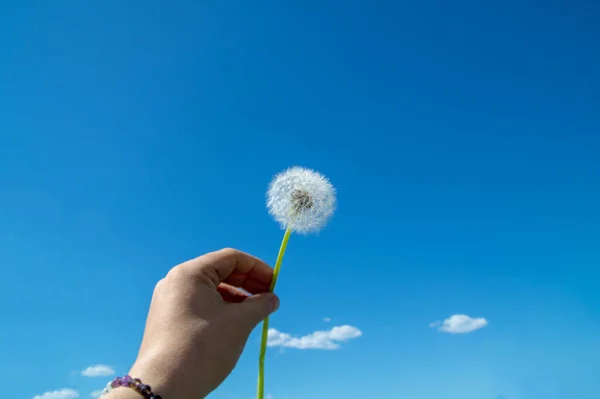 dandelion in hand against the sky