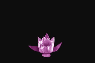 Pembe su zambağı siyah arkaplanda izole edilir