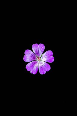 Siyah bir arka planda beş taç yaprağı olan mor bir çiçek.