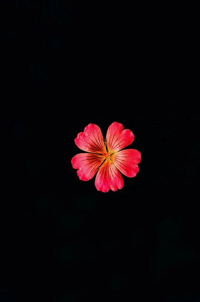 Flor Roja Con Cinco Pétalos Sobre Fondo Negro Aislado —  Fotos de Stock