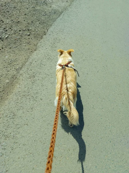 Cane Guinzaglio Corre Asfalto — Foto Stock