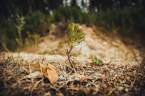 Small Sprout Pine Background Forest — Stock Photo, Image