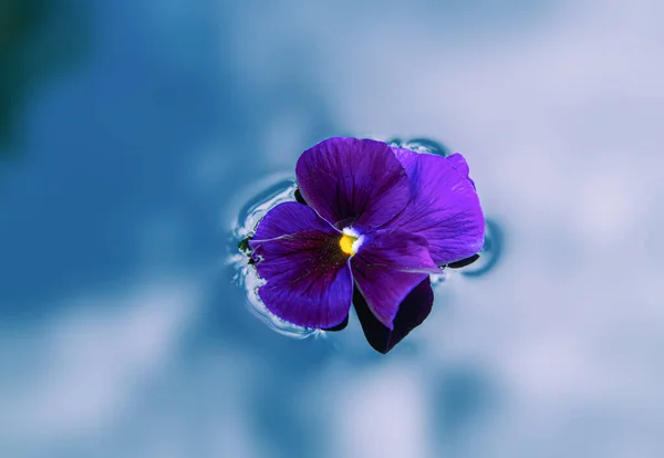 Цветок Панзи Лежит Воде Озере — стоковое фото